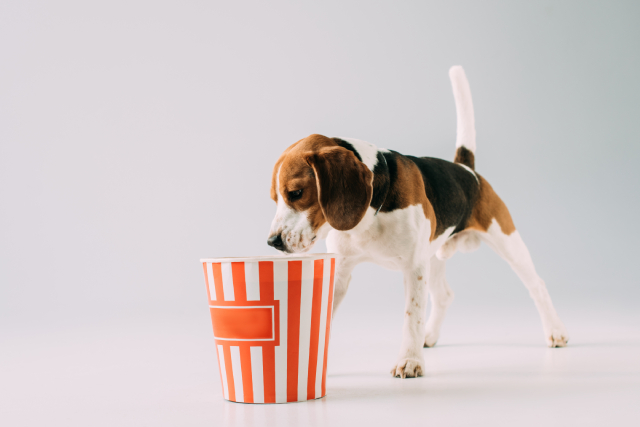 Popcorn and Pets: Can Your Furry Friend Enjoy It Too?